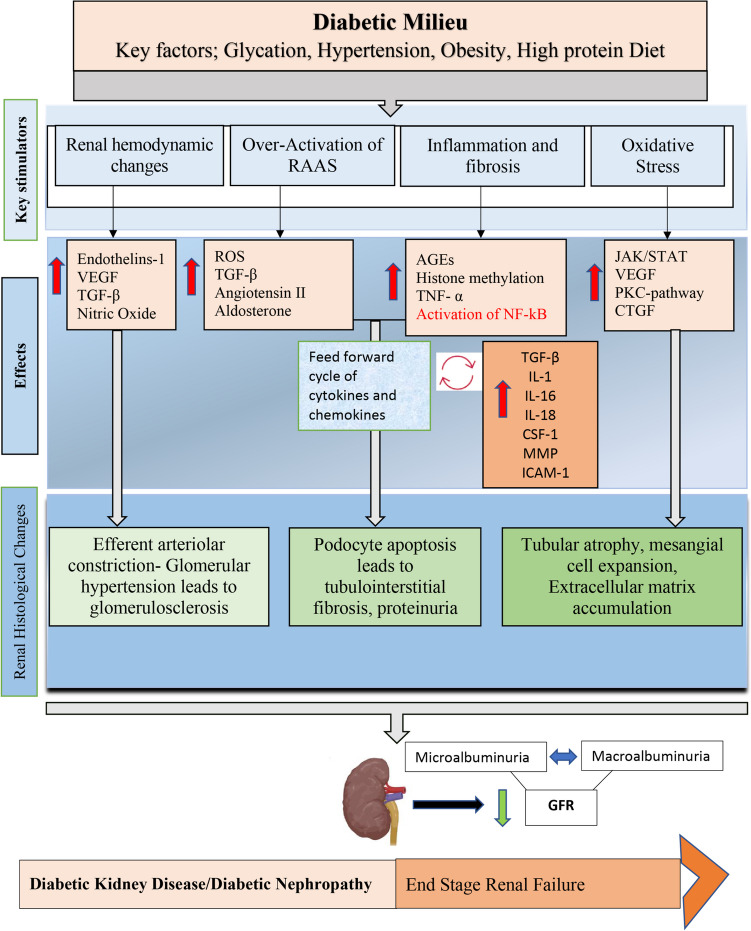 圖2：糖尿病腎病的特征是代謝和血液動力學異常，這些異常與多種ROS 相關途徑相互作用