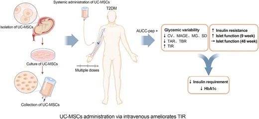 UC-MSCs可以通過靜脈輸注的方式來改善2型糖尿病患者的血糖控制。