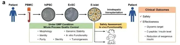 我國(guó)干細(xì)胞治療糖尿病的研究進(jìn)展