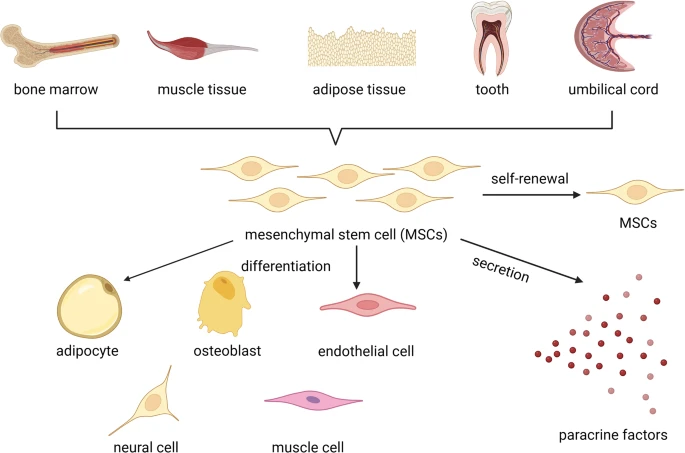 圖2：間充質(zhì)干細胞的來源和作用機制。
