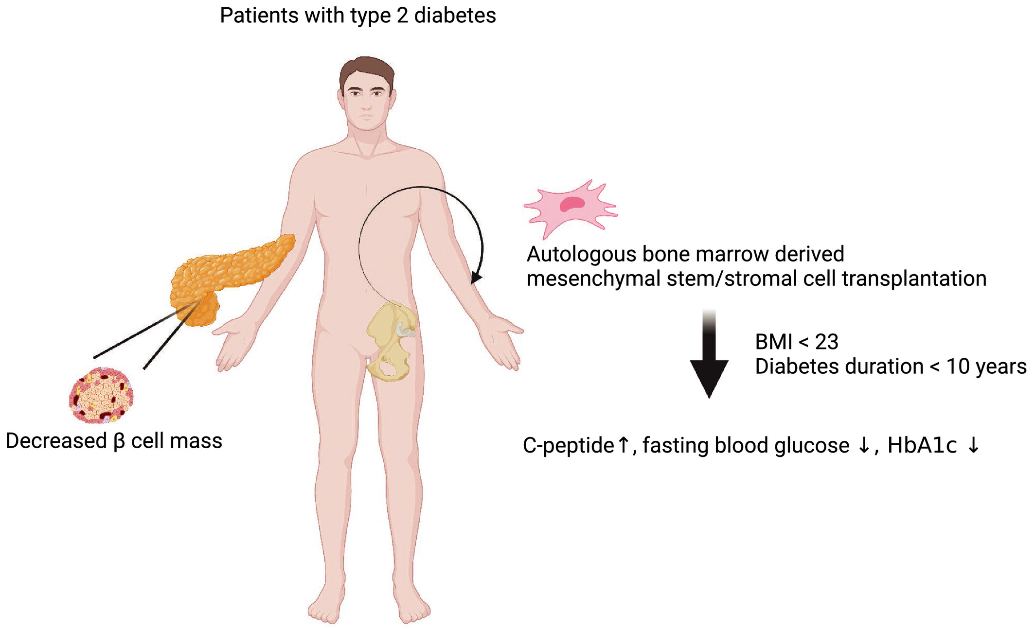 圖1：自體骨髓間充質(zhì)/基質(zhì)干細(xì)胞移植可以安全地改善2型糖尿病患者的高血糖癥并恢復(fù)C肽水平。