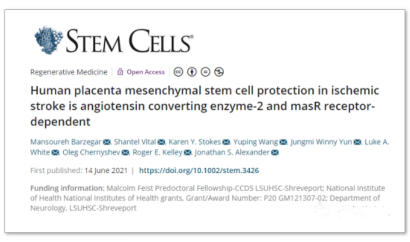 人胎盤間充質(zhì)干細胞對缺血性中風的保護作用是血管緊張素轉(zhuǎn)換酶-2 和 masR 受體依賴性的