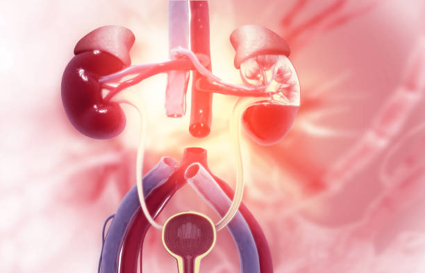 急性腎小管壞死-病因、癥狀、診斷和治療