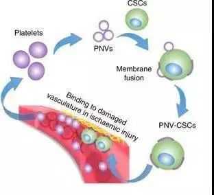 2018年干細(xì)胞治療心血管疾病臨床案例 2018年干細(xì)胞治療心血管疾病臨床案例
