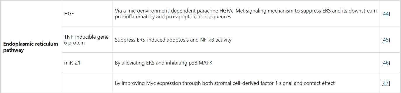 內(nèi)質(zhì)網(wǎng)途徑 內(nèi)質(zhì)網(wǎng)途徑