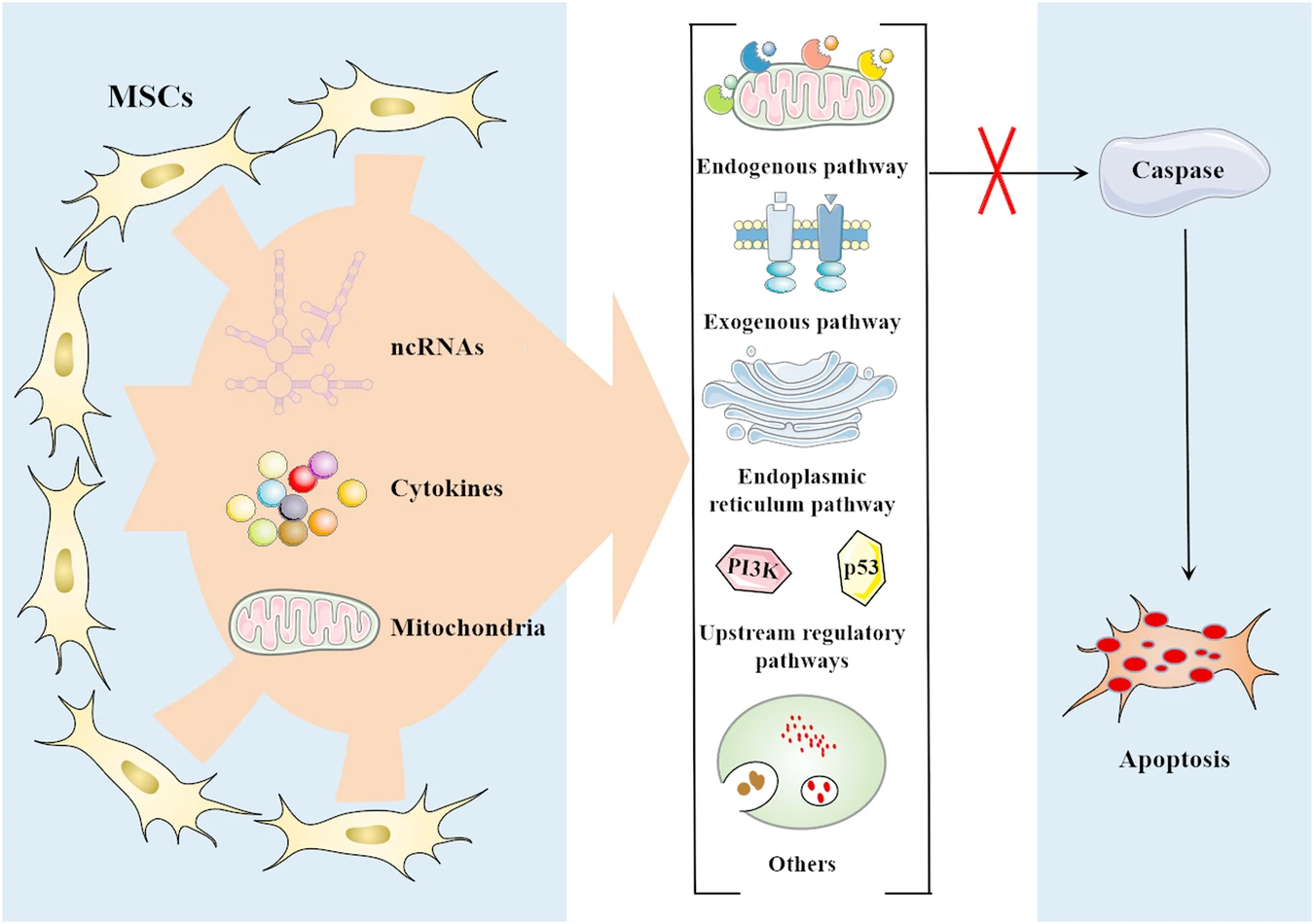 圖2:間充質(zhì)干細(xì)胞 (MSC) 通過靶向多種途徑抑制細(xì)胞凋亡 圖2:間充質(zhì)干細(xì)胞 (MSC) 通過靶向多種途徑抑制細(xì)胞凋亡