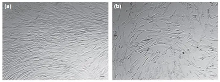 △培養(yǎng)基中培養(yǎng)14天后，年輕組（19-40），中年齡組（41-60）和老年組（61-89歲）的干細(xì)胞計(jì)數(shù)對(duì)比