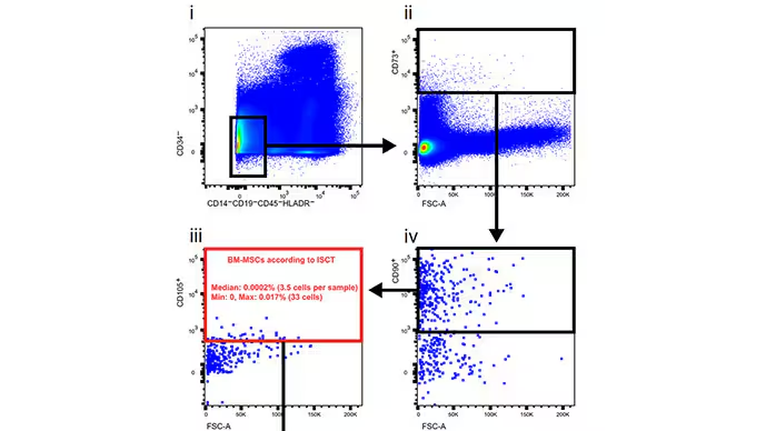 研究人員通過一系列步驟篩選數(shù)據(jù)，在骨髓漿中尋找這些干細(xì)胞。他們找到了 3.5 個(gè)。?