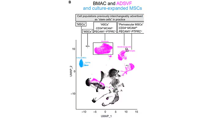 BMAC and ADSVFand culture-expanded MSCs