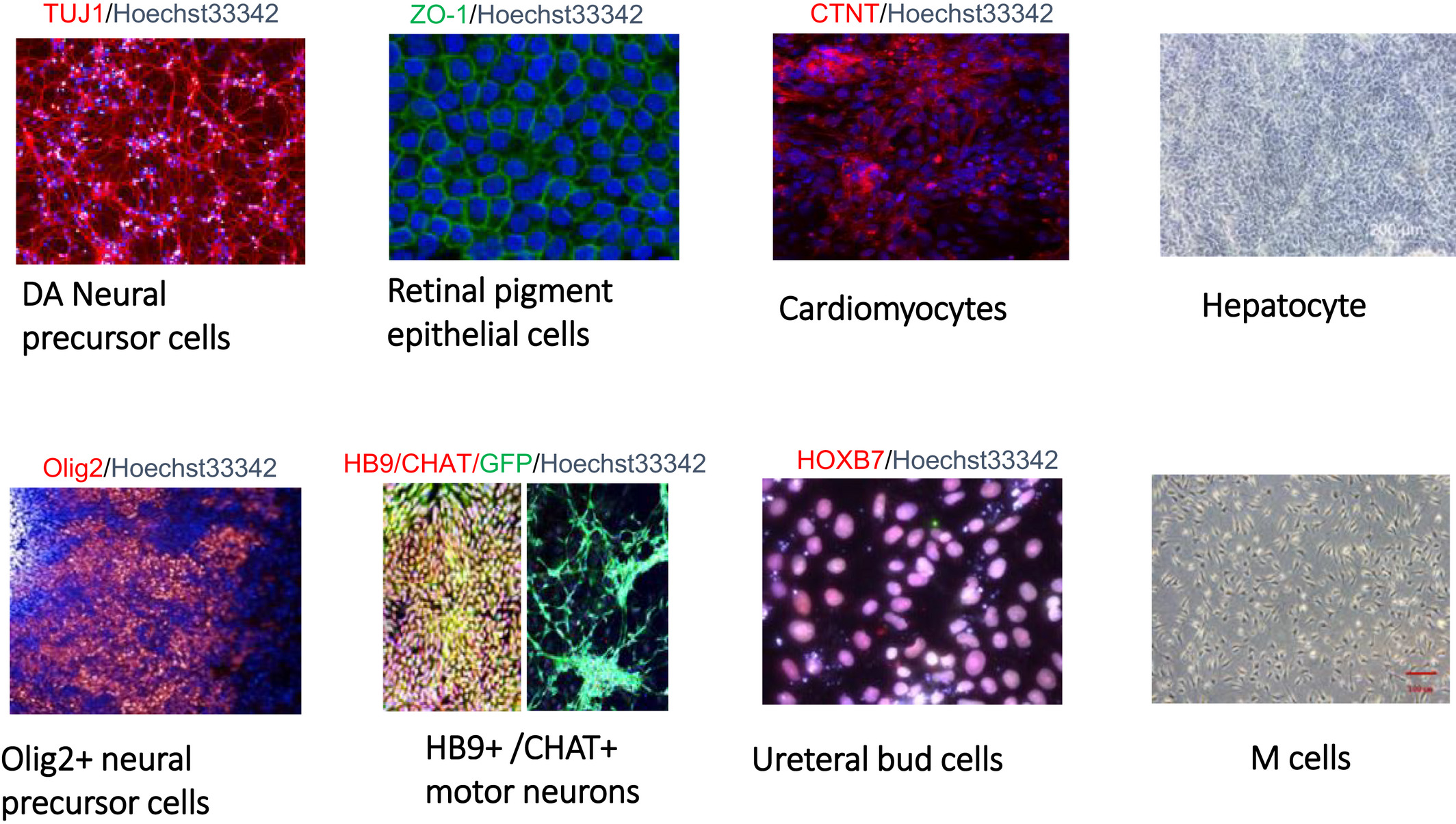圖1：國家干細(xì)胞資源中心胚胎干細(xì)胞衍生功能細(xì)胞系的圖像。?