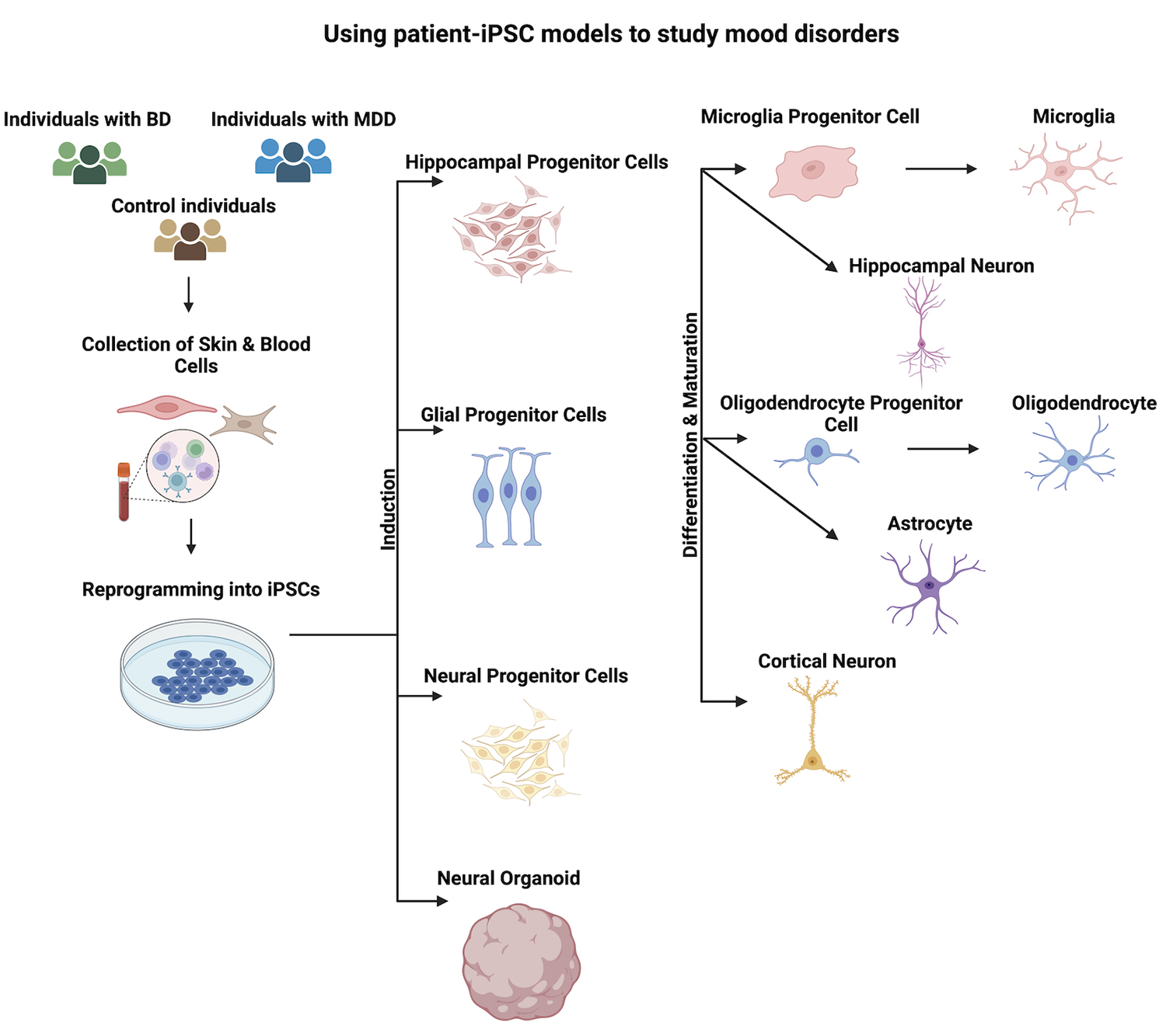 圖1：使用患者-iPSC模型研究情緒障礙。收集患者的皮膚或血液細(xì)胞，并使用先前建立的方案將其重新編程為iPSC