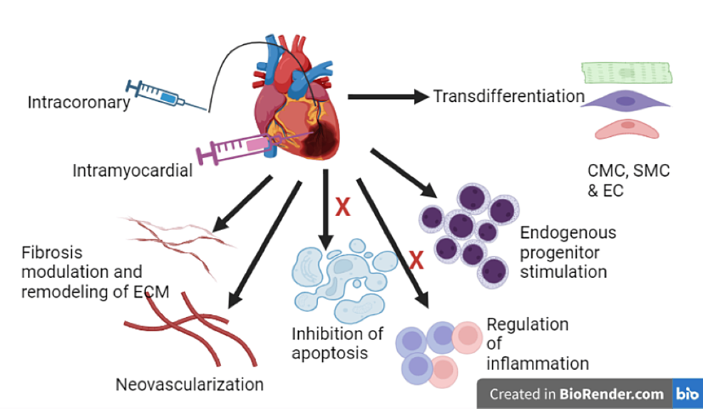 圖3：干細(xì)胞治療心血管疾病