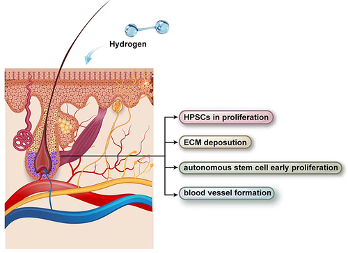 圖2：氫氣治療下的毛囊示意圖。