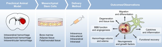 間充質(zhì)干細胞治療對出血性腦卒中患者來說既安全又可耐受 間充質(zhì)干細胞治療對出血性腦卒中患者來說既安全又可耐受