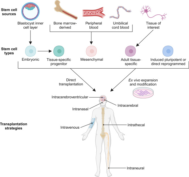 圖1：干細(xì)胞分類(lèi)和治療應(yīng)用的遞送策略。