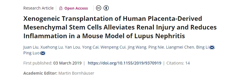 人類(lèi)胎盤(pán)來(lái)源的間充質(zhì)干細(xì)胞異種移植可減輕狼瘡性腎炎小鼠模型的腎臟損傷并減少炎癥