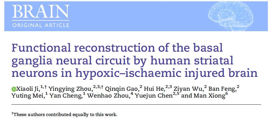 缺氧缺血性腦損傷中人類紋狀體神經(jīng)元對基底神經(jīng)節(jié)神經(jīng)回路的功能重建 缺氧缺血性腦損傷中人類紋狀體神經(jīng)元對基底神經(jīng)節(jié)神經(jīng)回路的功能重建
