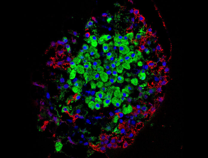 分離的胰島。胰島產(chǎn)生的激素由幾種細(xì)胞直接分泌到血流中，包括β細(xì)胞（綠色）和α細(xì)胞（紅色）。