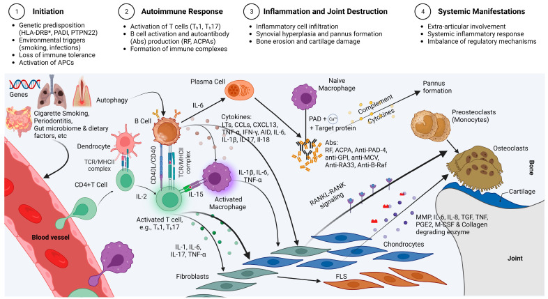 圖2：類風(fēng)濕性關(guān)節(jié)炎的免疫發(fā)病機(jī)制示意圖，重點(diǎn)介紹了在類風(fēng)濕性關(guān)節(jié)炎發(fā)展中起關(guān)鍵作用的各種細(xì)胞和分子因素的復(fù)雜相互作用。