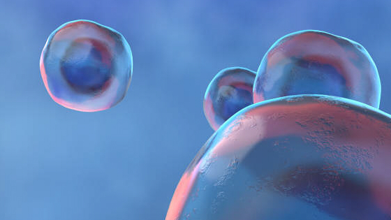 干細胞治療卵巢早衰的機制原理