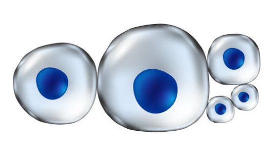 干細(xì)胞治療系統(tǒng)性紅斑狼瘡的作用機(jī)制