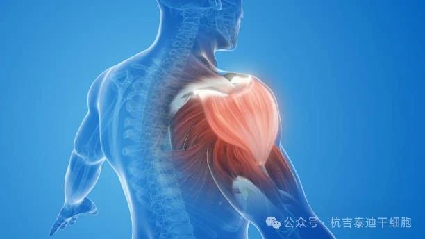 干細(xì)胞療法與肌肉系統(tǒng)