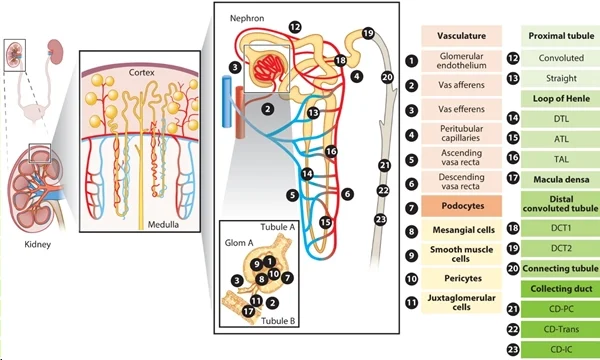 圖 1：腎臟上皮細胞和內(nèi)皮細胞概覽。圖片來源：PMID：34843404