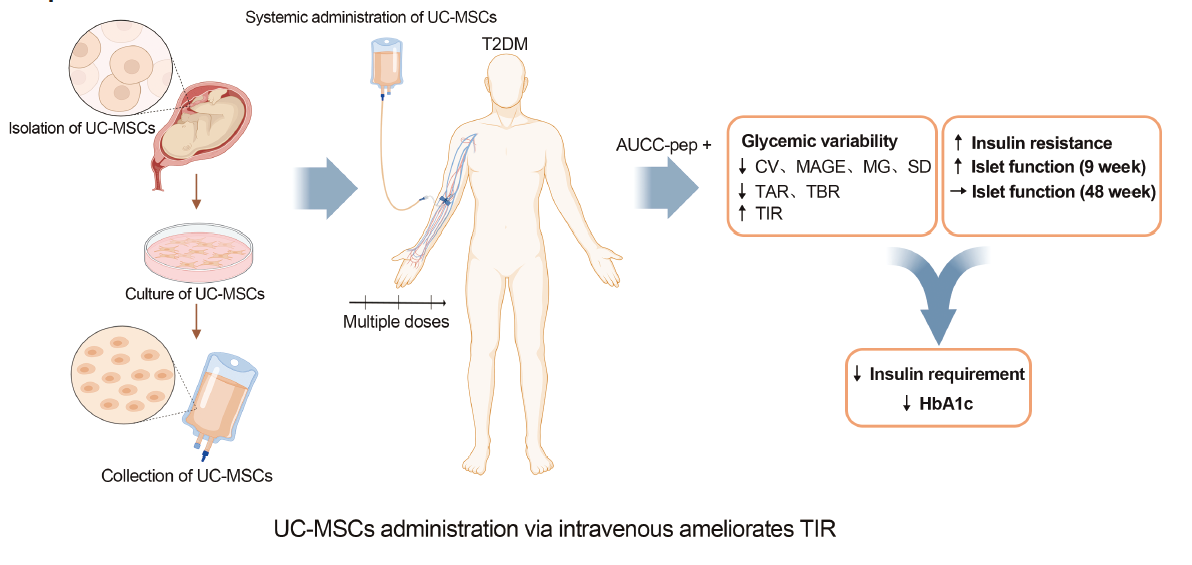 通過靜脈注射間充質(zhì)干細(xì)胞可以改善葡萄糖目標(biāo)范圍內(nèi)時間