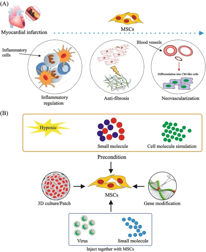 (A) MSCs通過調(diào)節(jié)炎癥、預(yù)防纖維化、促進(jìn)新血管形成和分化為心肌樣細(xì)胞來治療CVD。

(B) 改善MSCs在CVD中的治療效果的方法。為了提高M(jìn)SCs的治療效果，已經(jīng)采用了3D培養(yǎng)、含有MSCs的貼片、用缺氧或化學(xué)物質(zhì)進(jìn)行預(yù)處理、基因修飾以及病毒注射與小化合物或shRNA相結(jié)合等技術(shù)。