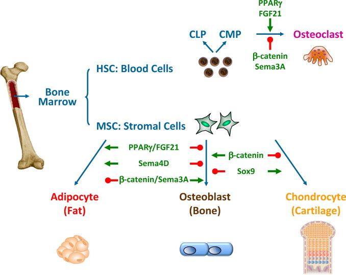 骨髓間充質干細胞的來源、特性、作用是什么？