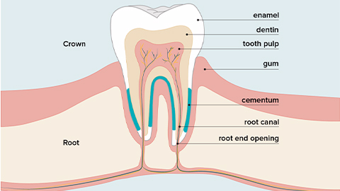 牙髓間充質(zhì)干細胞的來源、特性、作用是什么？