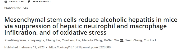 間充質(zhì)干細(xì)胞通過抑制肝臟中性粒細(xì)胞和巨噬細(xì)胞浸潤以及氧化應(yīng)激來減輕小鼠的酒精性肝炎