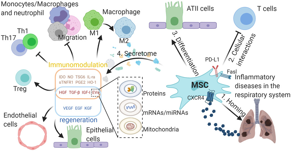 MSCs在呼吸系統(tǒng)典型炎癥疾病中的作用。

外源性MSCs可通過SDF-1-CXCR4軸遷移至受損組織，間充質(zhì)干細胞可通過細胞間相互作用分化為ATII樣細胞并抑制免疫細胞，并分泌多種具有免疫調(diào)節(jié)能力的生物活性分子，促進受損組織再生。與免疫調(diào)節(jié)相關的分子可使巨噬細胞從M1型轉(zhuǎn)變?yōu)镸2型，抑制巨噬細胞、中性粒細胞和單核細胞的遷移，抑制TH1和TH17細胞的分化，促進Treg細胞的形成。

生長因子可保護肺泡上皮細胞和肺血管內(nèi)皮細胞免受損傷。間充質(zhì)干細胞可通過EVs將蛋白質(zhì)、mRNA/miRNA和線粒體轉(zhuǎn)運到其他細胞，發(fā)揮其在免疫調(diào)節(jié)和再生中的作用，EVs的功能由其內(nèi)容決定。