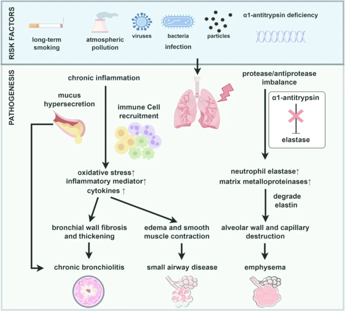 圖1：慢性阻塞性肺疾病的風險因素和發(fā)病機制。