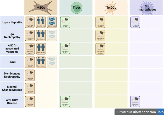 自身免疫性腎病調(diào)節(jié)性細(xì)胞療法的開發(fā)階段。