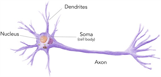 細(xì)胞是什么？ 
