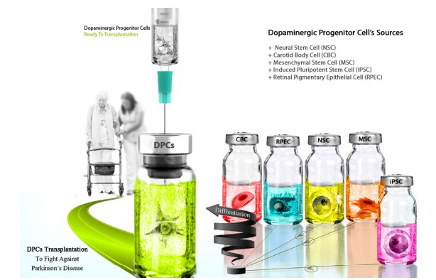 圖3：用于產(chǎn)生多巴胺能神經(jīng)元的不同細胞來源，以便將其應(yīng)用于PD患者的移植。
