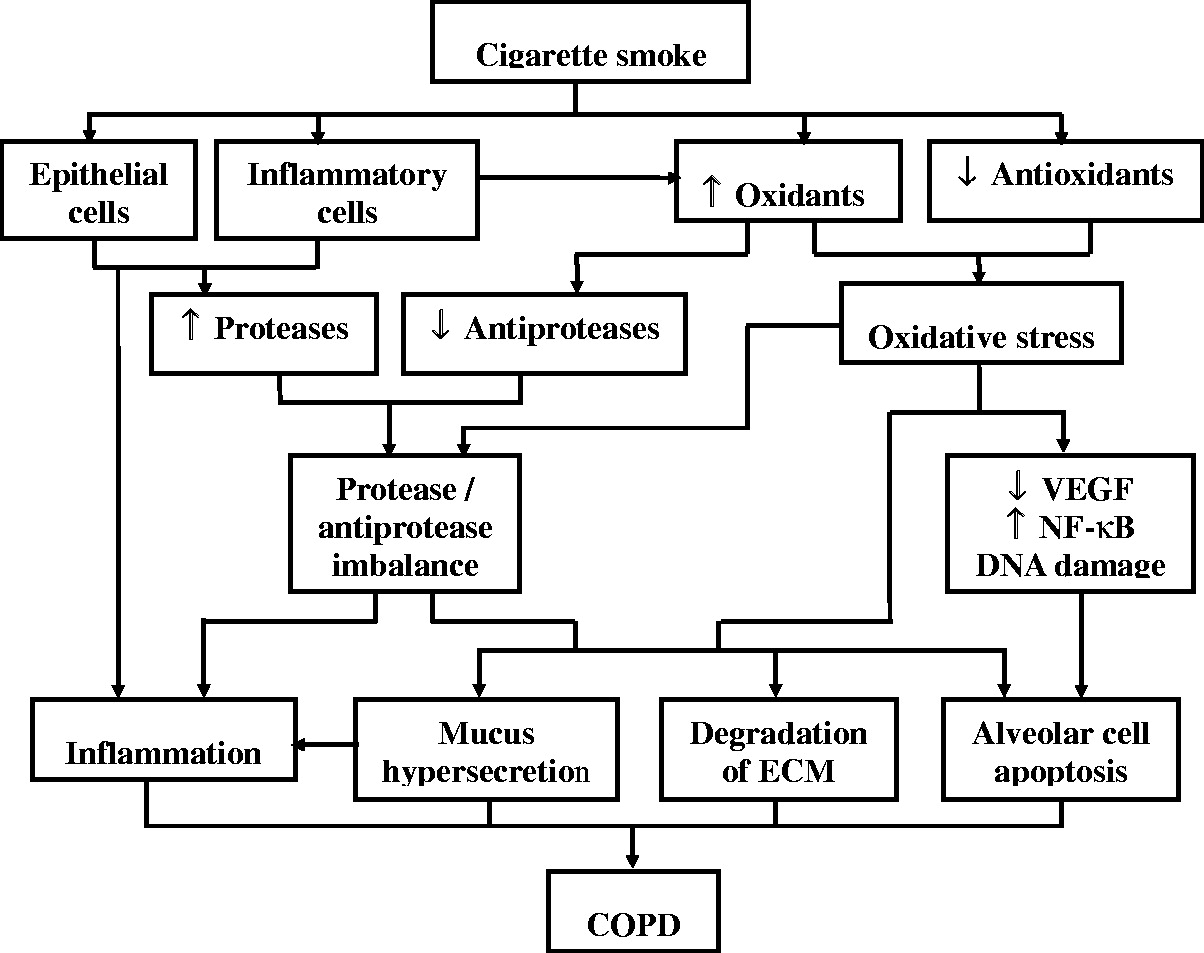 圖 1?. 示意圖總結(jié)了香煙煙霧引起的慢性阻塞性肺病 (COPD) 的致病過(guò)程