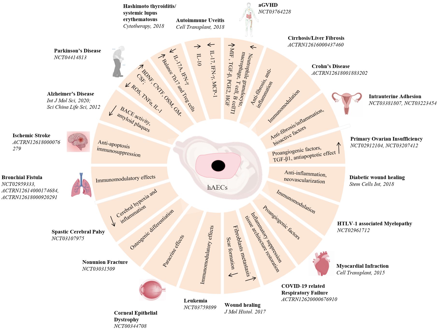 圖3：hAECs在疾病治療中的臨床前和臨床研究。hAECs在各種疾病治療中的示意圖和潛在的機(jī)制。