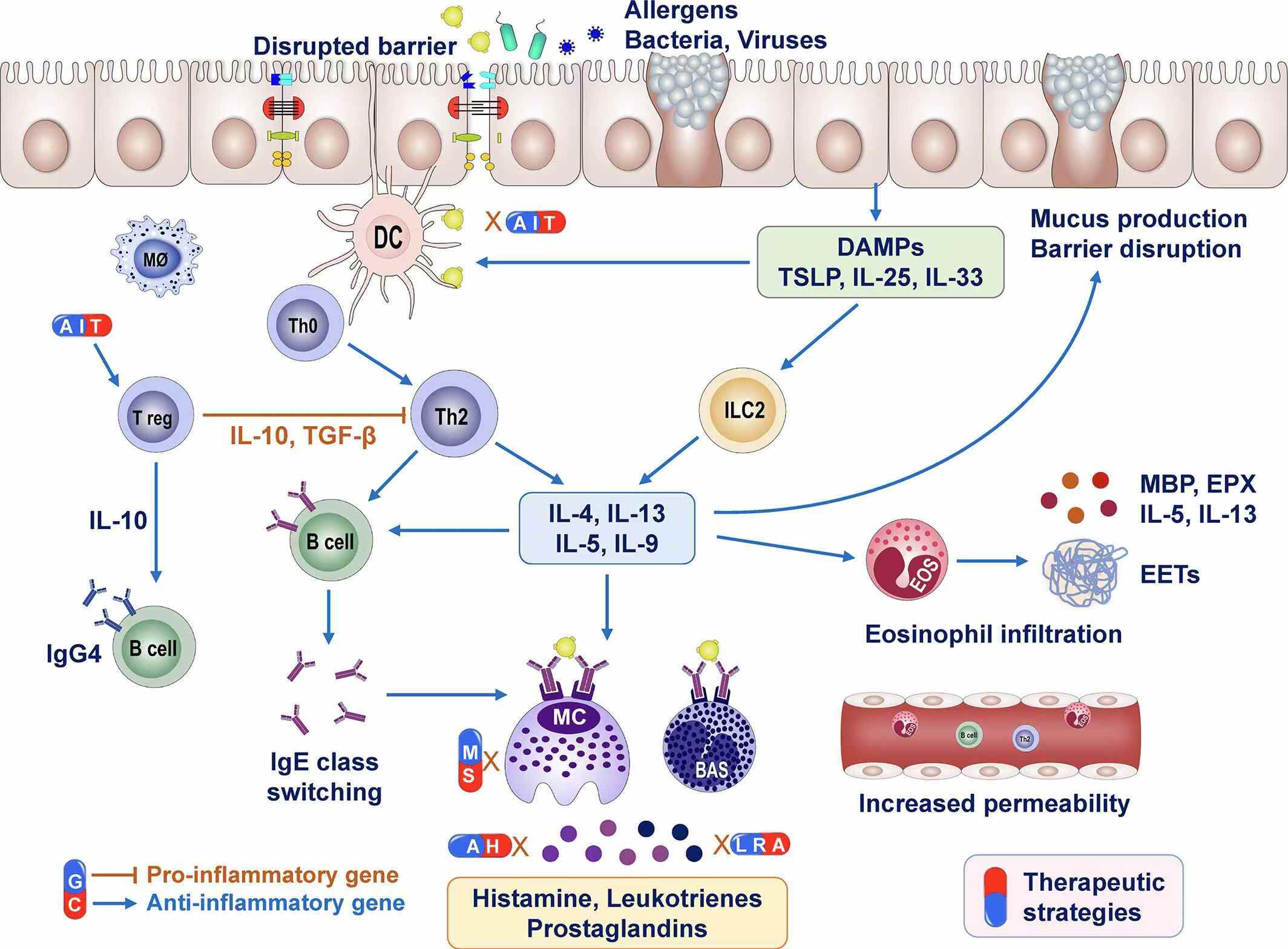 圖1：過(guò)敏性鼻炎的免疫反應(yīng)和治療方法。