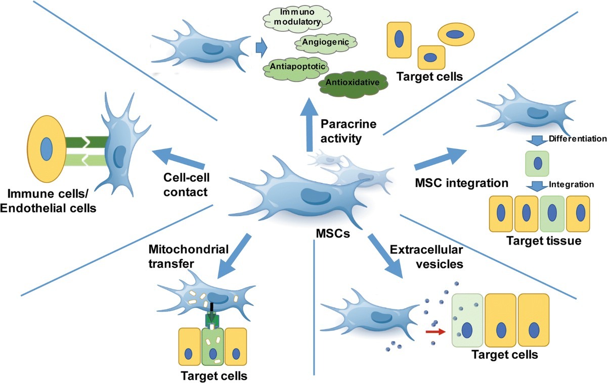 圖2 :間充質(zhì)干細胞的機制 圖2 :間充質(zhì)干細胞的機制