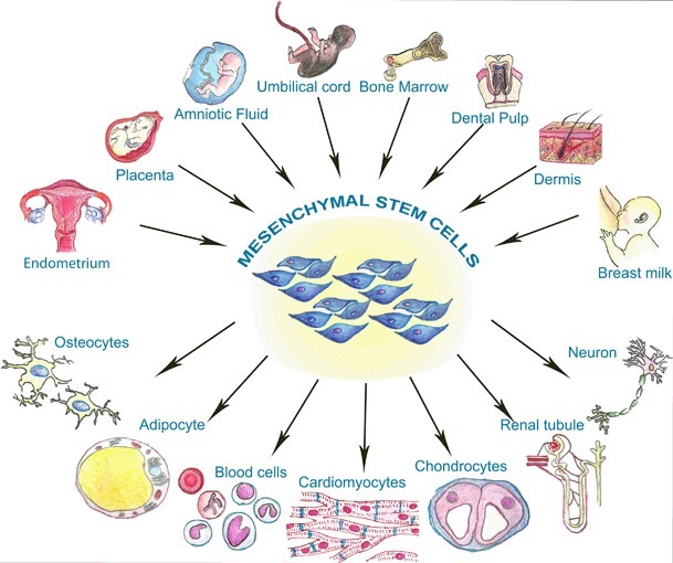 圖1:間充質(zhì)干細胞的來源 圖1:間充質(zhì)干細胞的來源