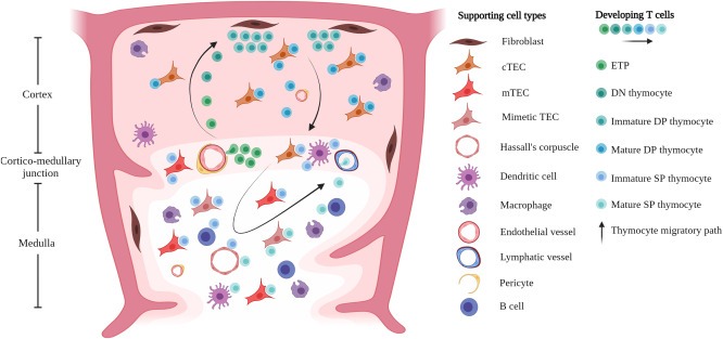 圖1：T細(xì)胞的發(fā)育和選擇在胸腺微環(huán)境中受時(shí)空信號(hào)以及與支持基質(zhì)、上皮和造血細(xì)胞相互作用的引導(dǎo)