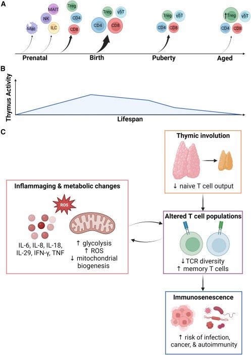 圖2：胸腺輸出量隨著年齡的增長(zhǎng)而變化并逐漸下降，導(dǎo)致老年人出現(xiàn)與年齡相關(guān)的免疫功能損害