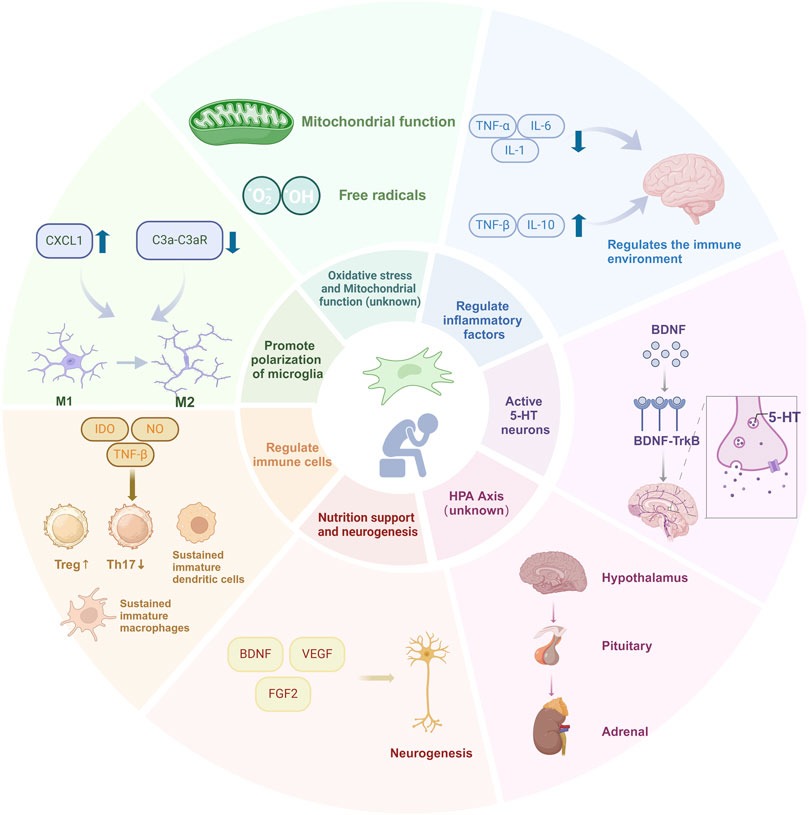 圖1:目前對干細(xì)胞治療抑郁癥的分子機(jī)制的理解 圖1:目前對干細(xì)胞治療抑郁癥的分子機(jī)制的理解