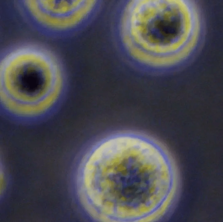 從實驗室到臨床：干細(xì)胞機構(gòu)是如何生產(chǎn)高質(zhì)量干細(xì)胞的？