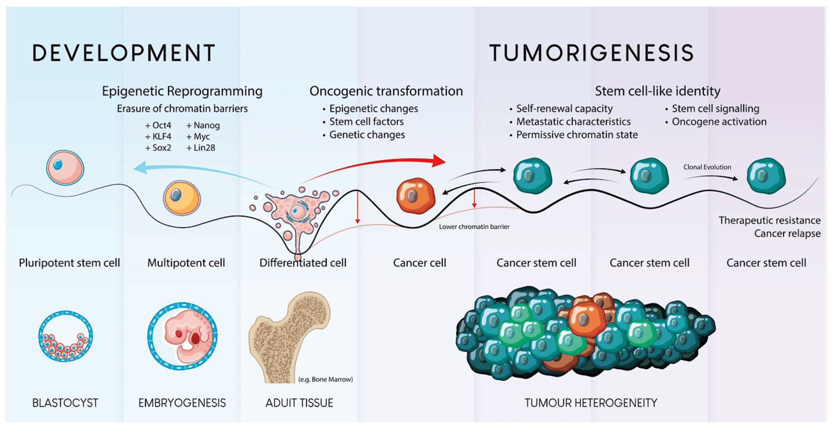 圖1.?干細(xì)胞發(fā)育和腫瘤發(fā)生的示意圖。