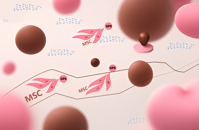 干細胞治療后為啥效果不一？是什么原因?qū)е碌模? class=