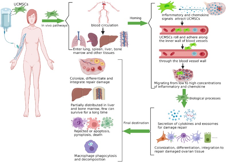 圖1：臍帶間充質干細胞在體內的命運。