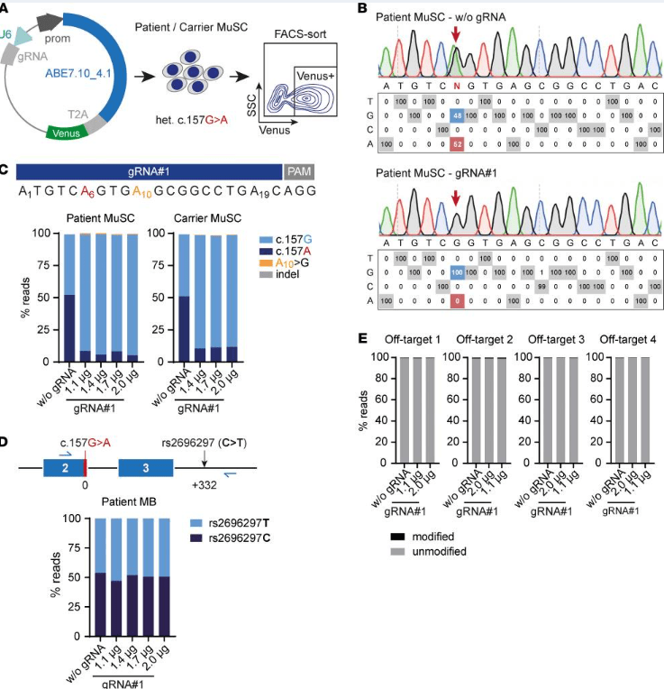  ABE 修復(fù)患者和攜帶者原發(fā)性 MuSC 中的SGCA?c.157G>A 突變，且沒(méi)有可檢測(cè)到的脫靶編輯。
